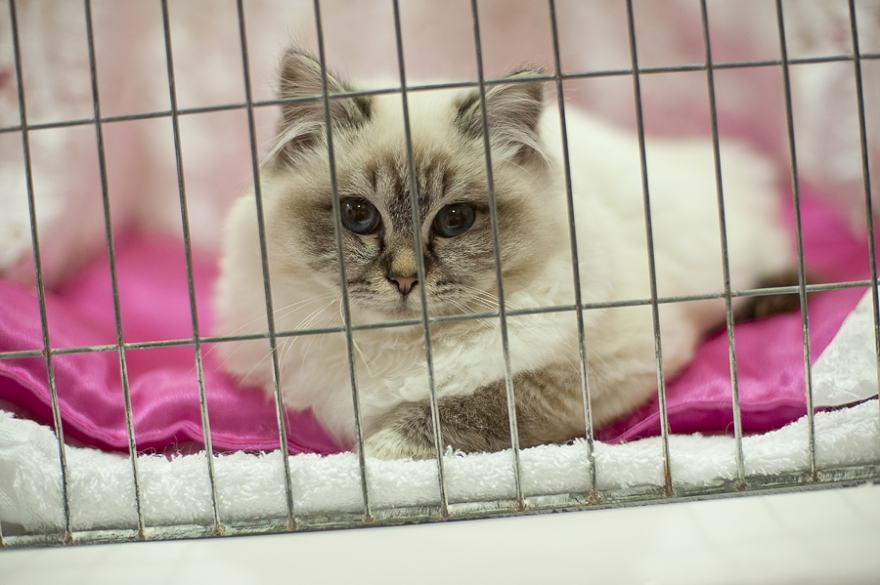 cute cat, cat show, wellington, kitty, kitten