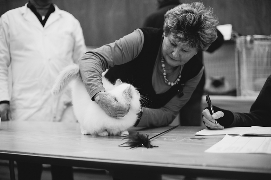 cute cat, cat show, wellington, kitty, kitten