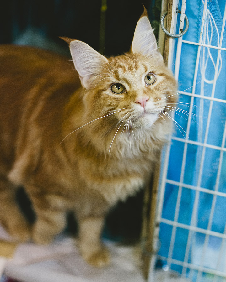 cat show wellington, pet photography